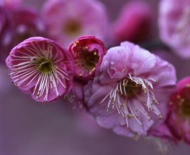 【原创】红梅迎春