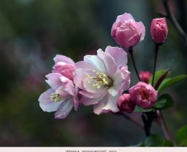 【原創(chuàng)】西府海棠