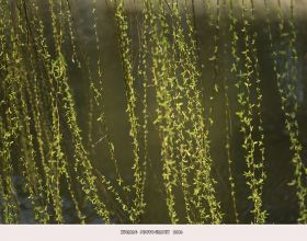 【原创】春之绿