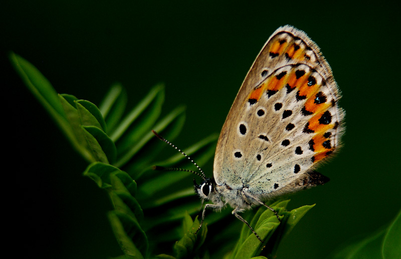 IMGP5912.jpg11.jpg