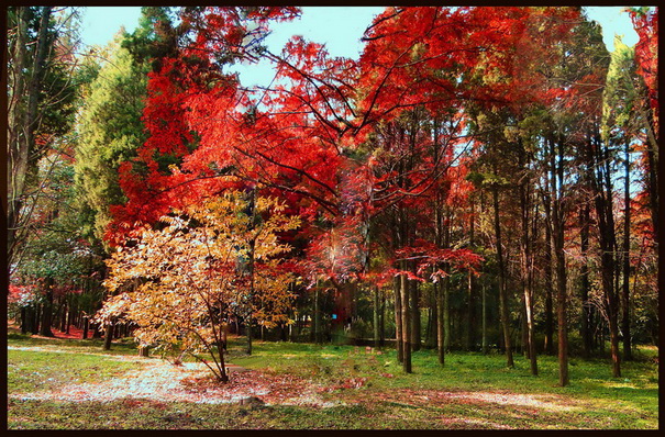 Ƭ 079019.jpg