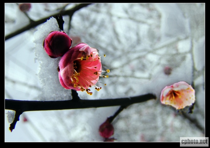 f红梅傲雪-3.jpg