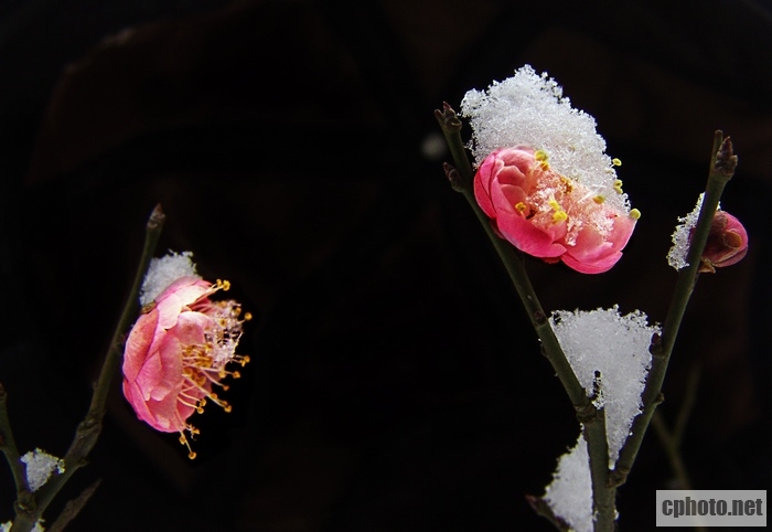 f红梅傲雪-2.jpg