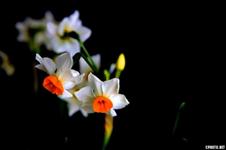 水仙花