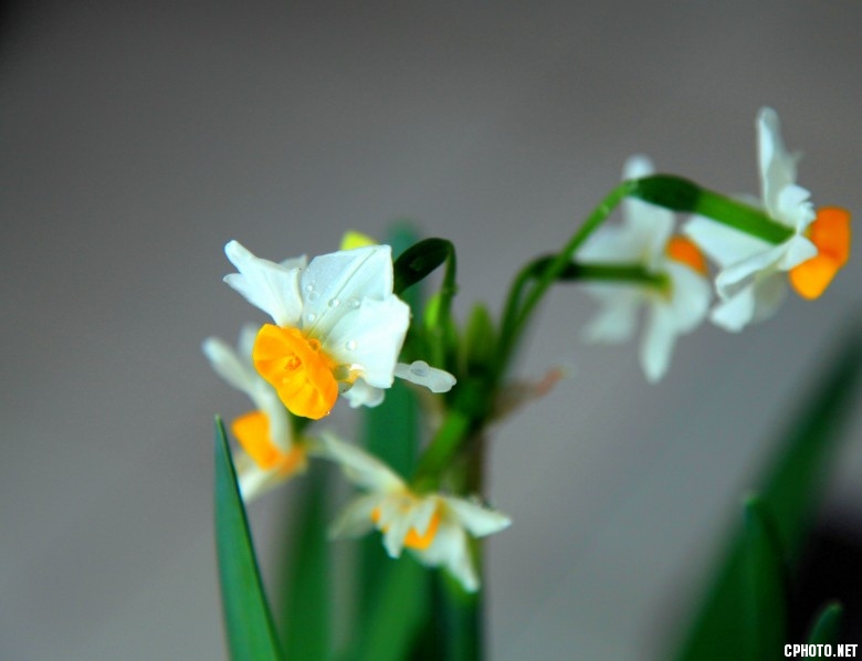 水仙花