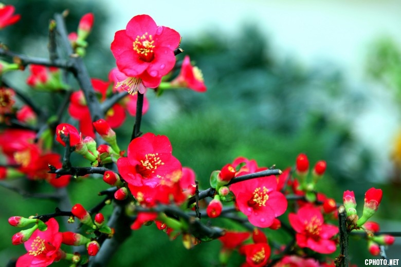 花儿朵朵开