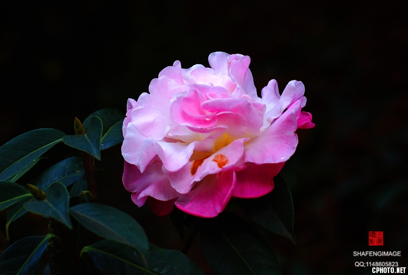 DSC_120347.jpg