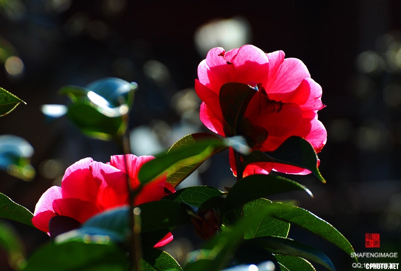 DSC_120247.jpg