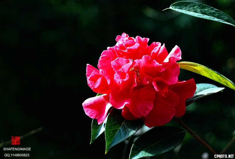 DSC_120354.jpg