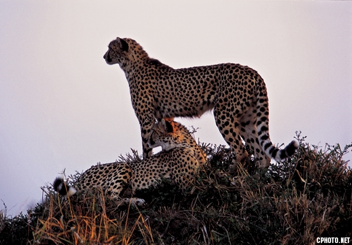 南非-野生动物保护区南非野生动物保护区的主人们在温暖的阳光下自由自在地享受着大自然.jpg