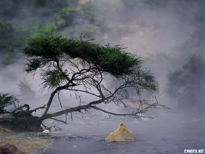 世界文化遗产新西兰-罗托鲁瓦罗托鲁瓦火山烟雾中的松树，在朦胧和飘渺中恰似一首淳朴的.jpg