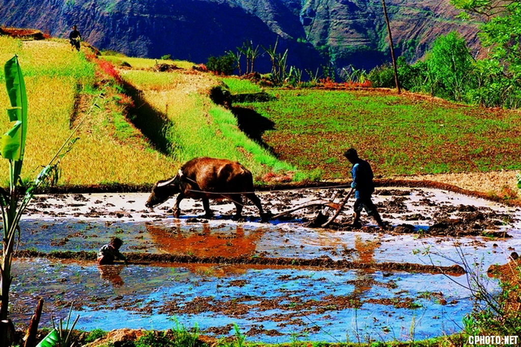 中国-云南1998年3月耕地的青年，送饭的老人，戏耍的孩子，构成了一幅和谐的春耕景象。.jpg