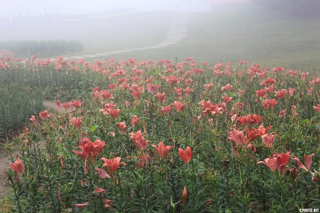 雾里看花