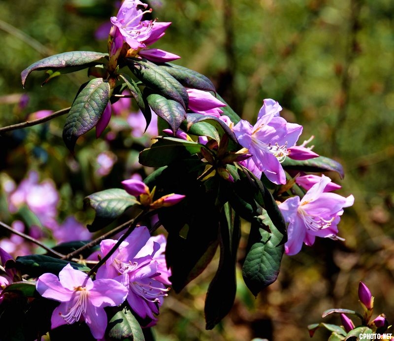 DSC_0085.JPG