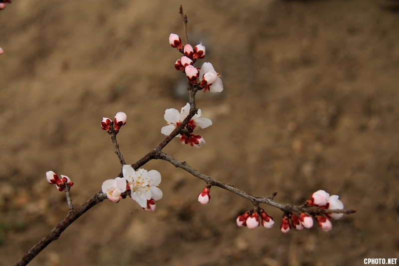 骆驼花照片 1291.jpg