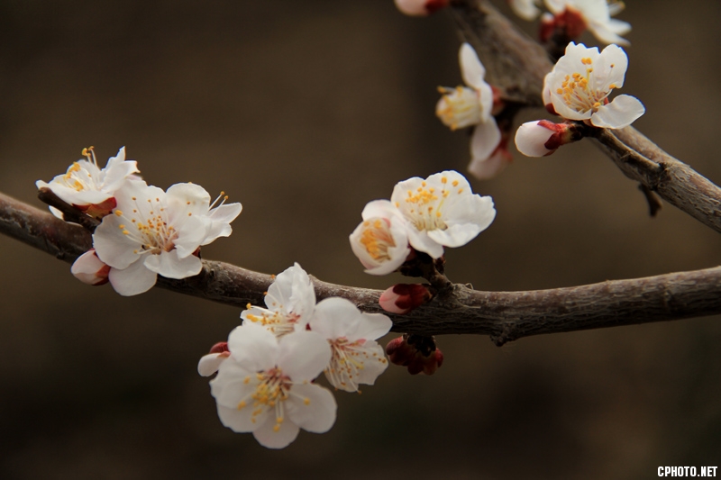 骆驼花照片 1361.jpg