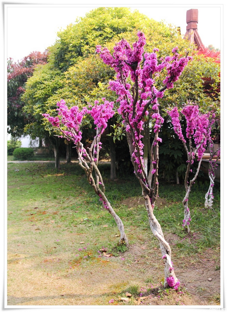 紫荆花1.JPG