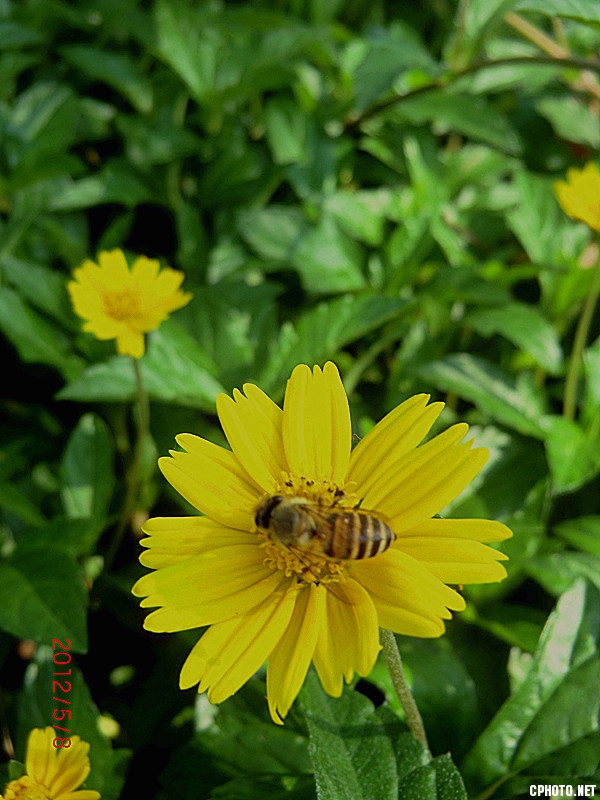 蜜蜂与菊花