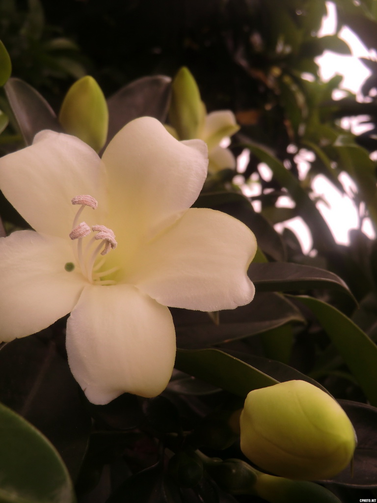 白色的黄栀花