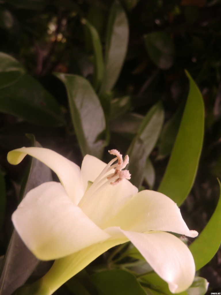 白色的黄栀花
