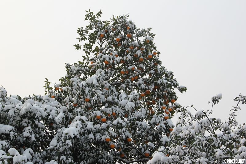 白雪 红橘相映成趣