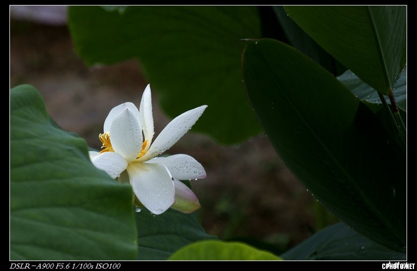 荷塘月色  _dsc2893.jpg