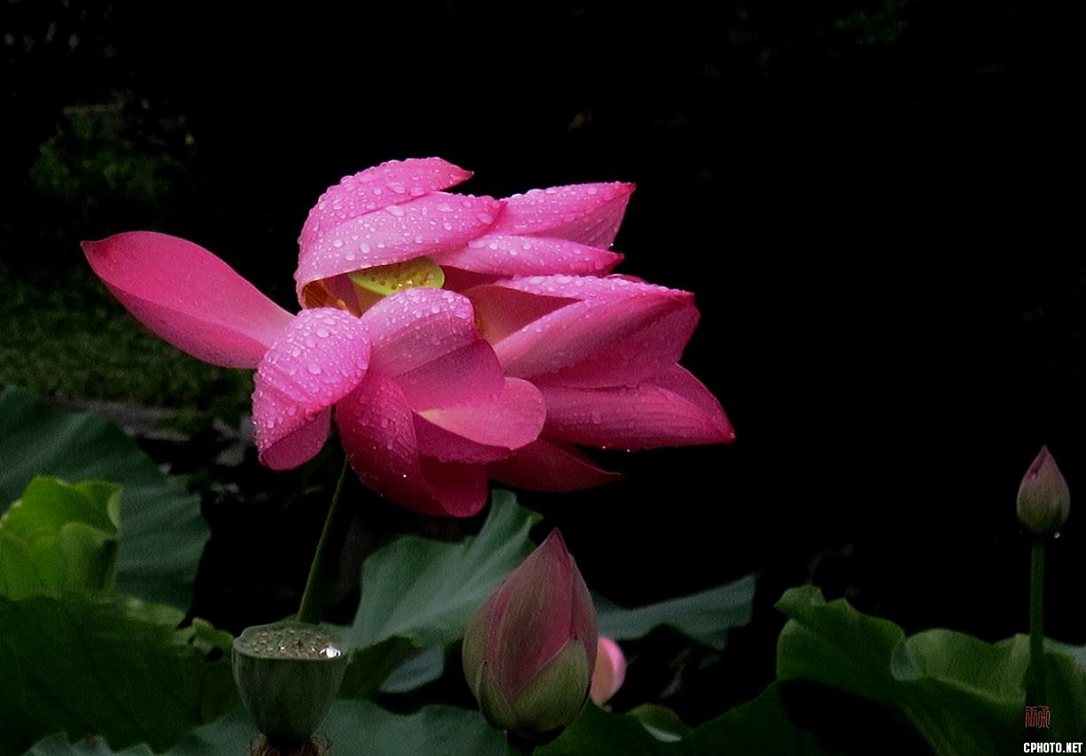 雨、荷