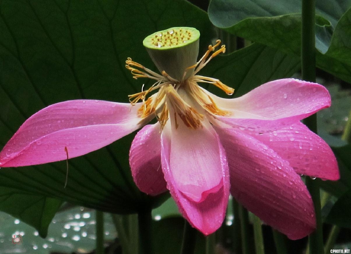 雨、荷