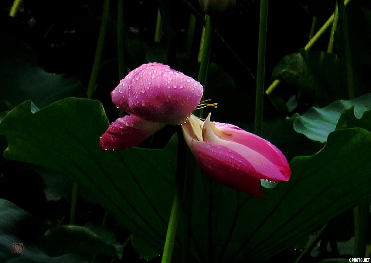 雨、荷