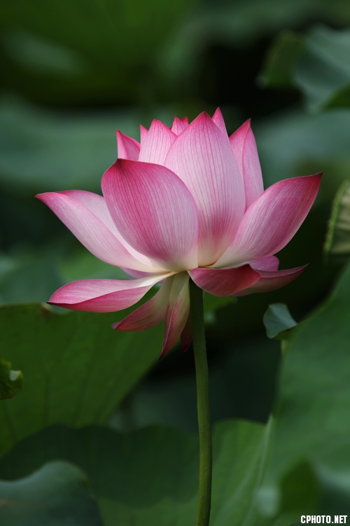 济宁湿地荷花风采