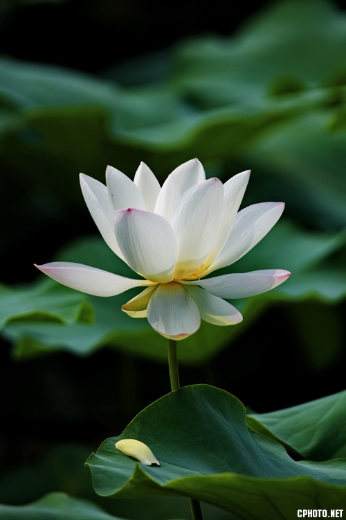 济宁湿地荷花风采