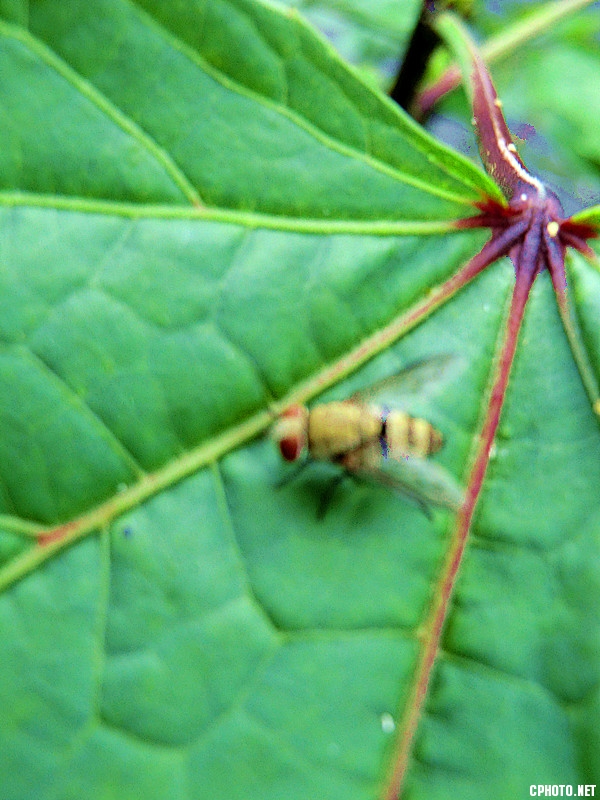 蜂虫戏叶