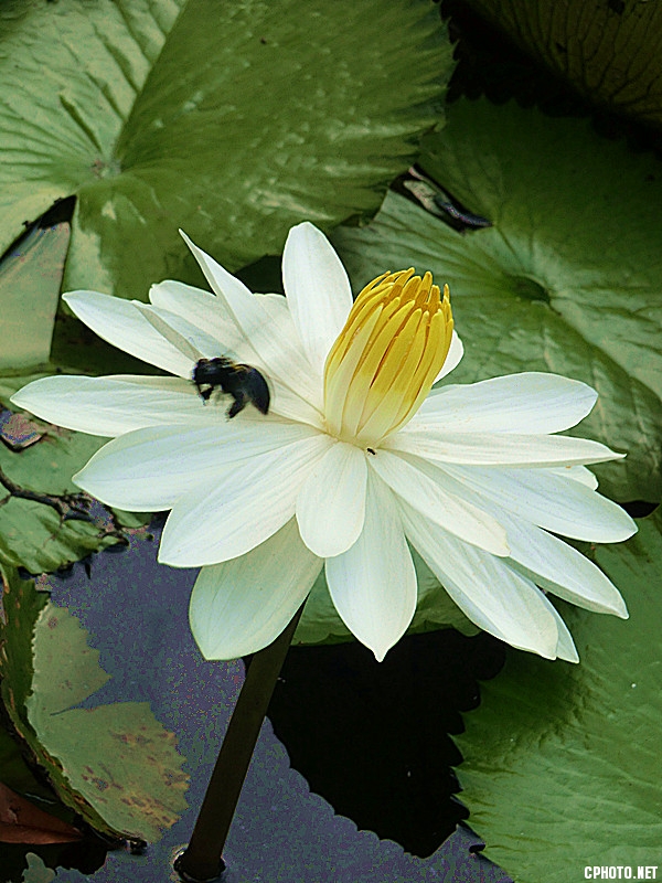 黑蜂与花