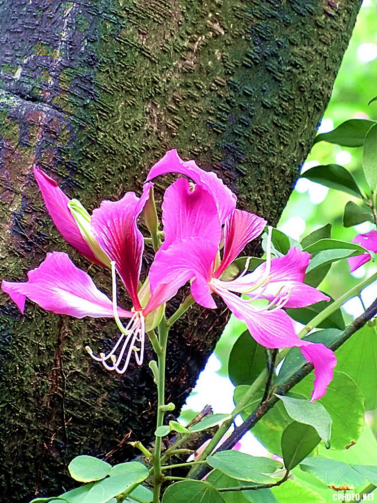 佛山的紫荆花