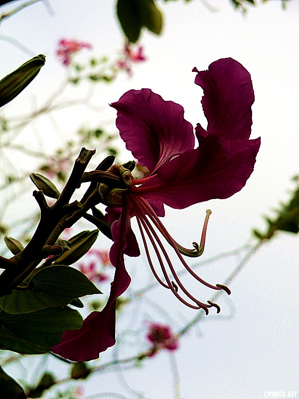佛山的紫荆花