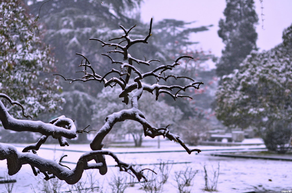 2 雪落虬枝.JPG