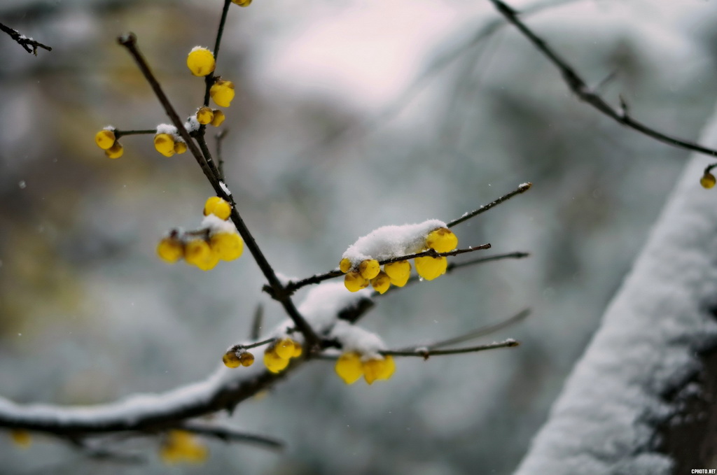 3 梅花输雪三分白.JPG