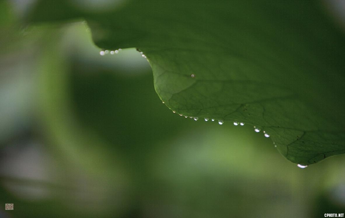 还是那清清白荷......