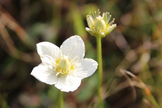 百草畔山花52.jpg