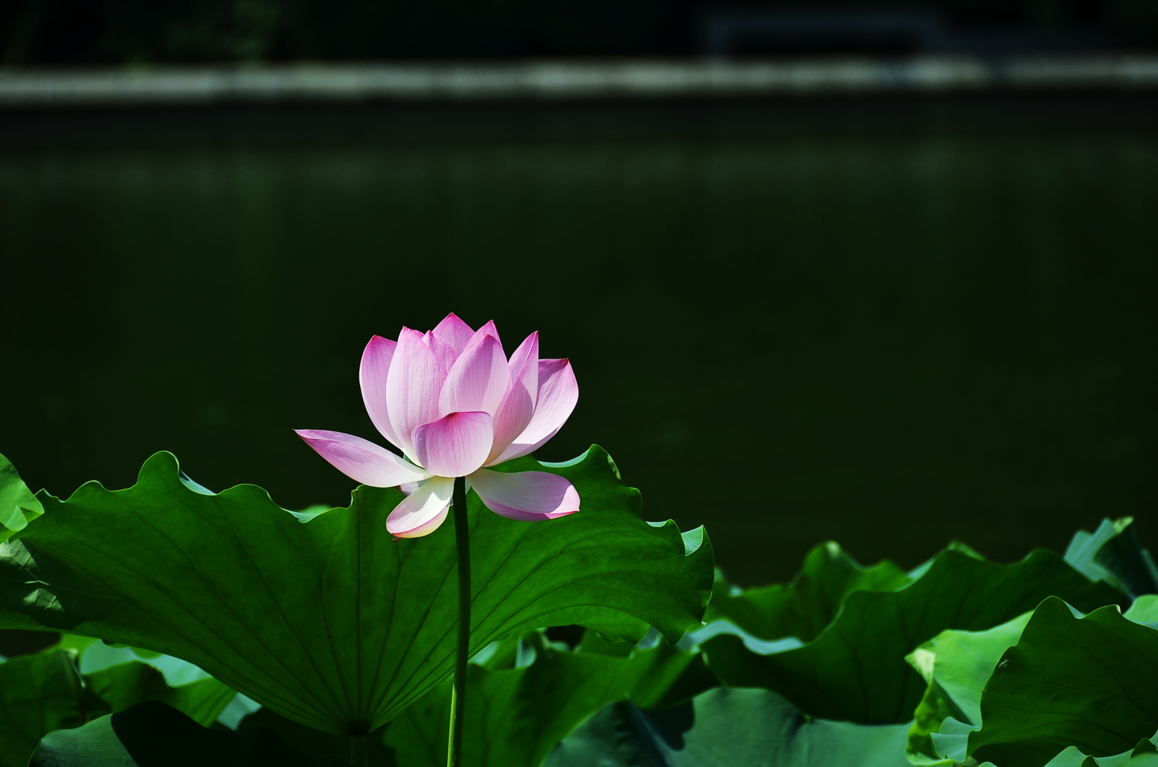 DSC_0036.JPG