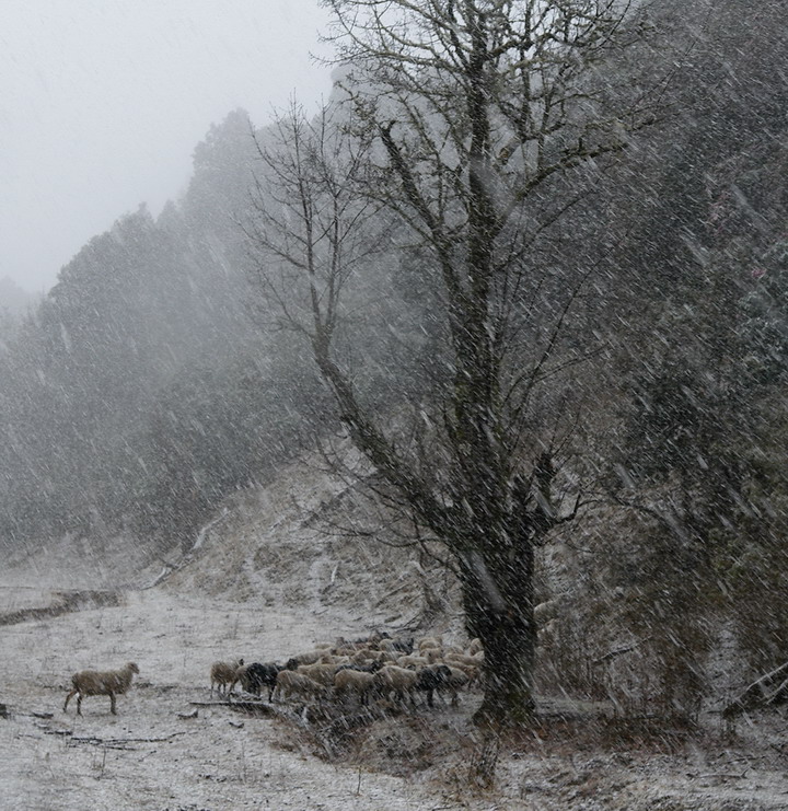 风雪格萨拉.jpg