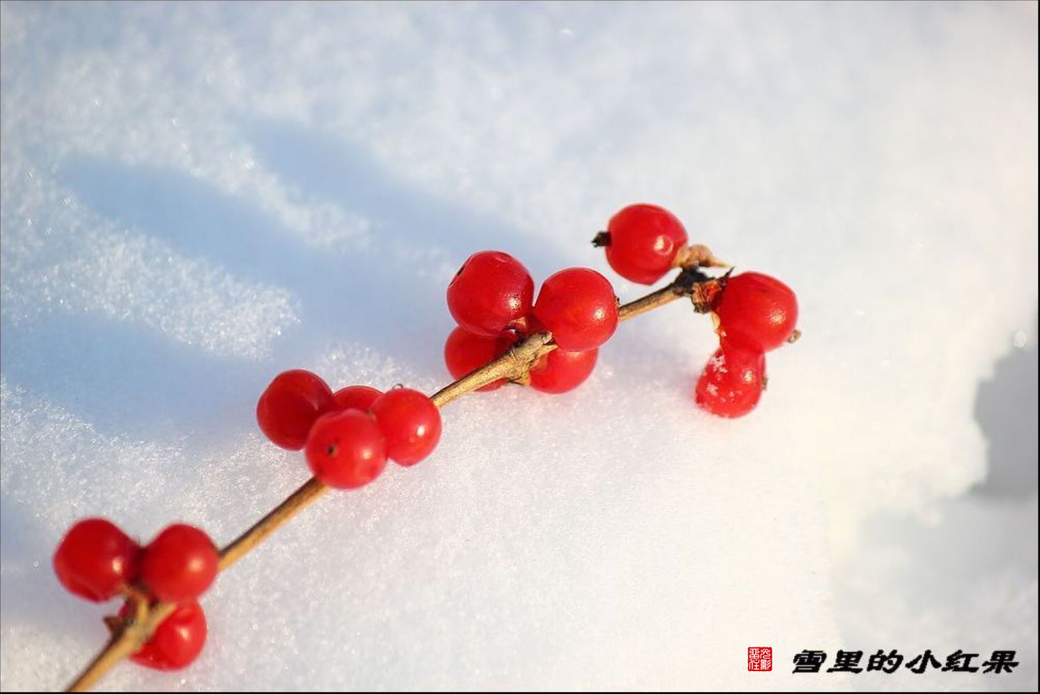雪里的小红果-中国摄影在线-中国互联网品牌50强