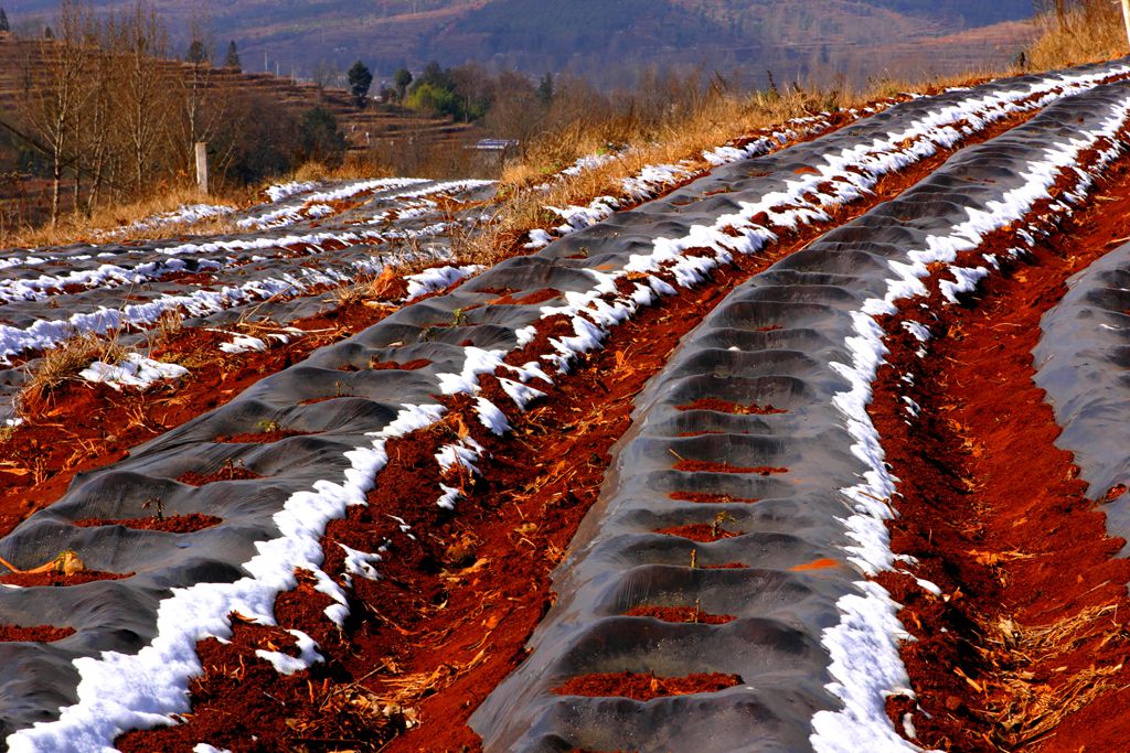 残雪_副本.jpg