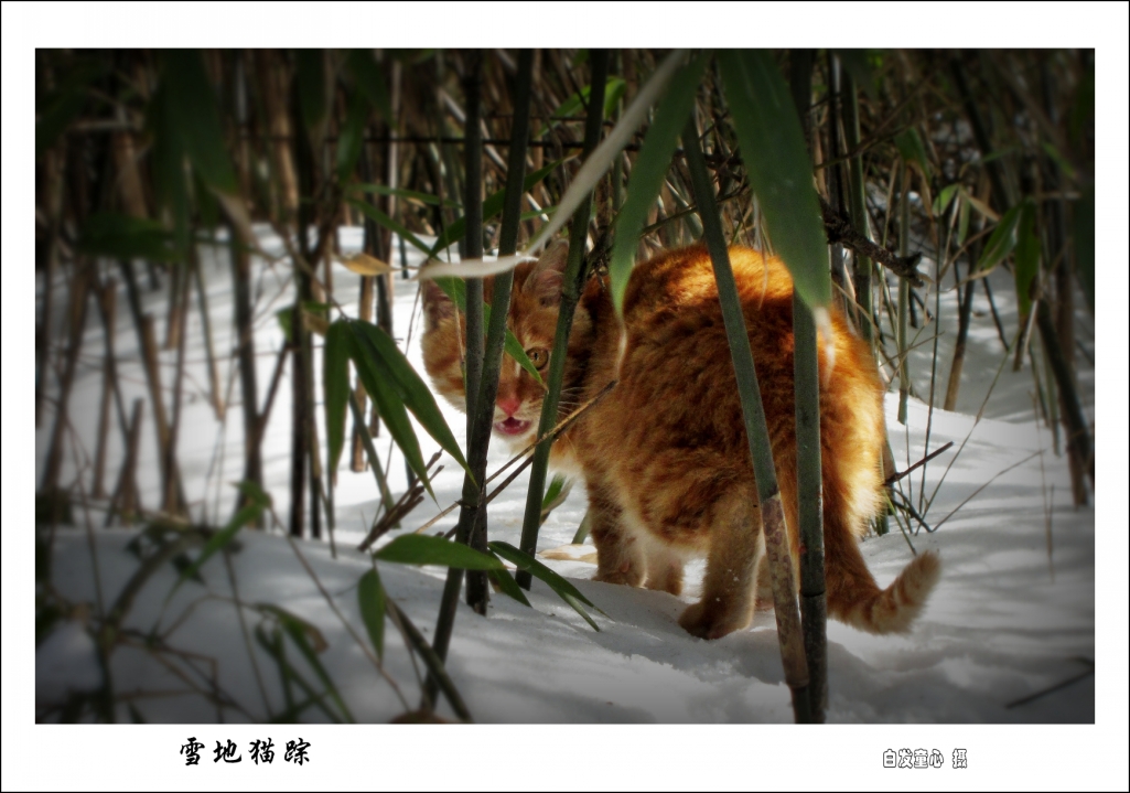 雪地猫踪 小图.jpg