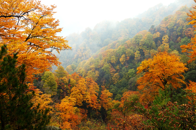 水墨光雾山-2.jpg