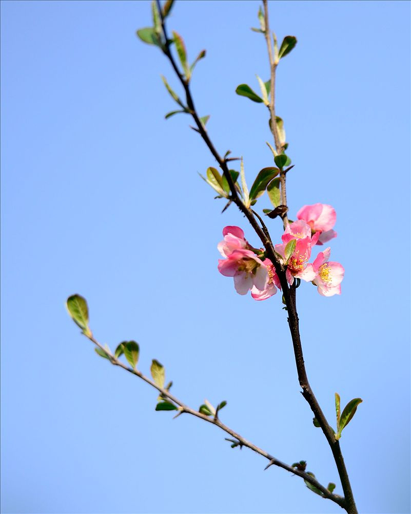 2014.03.26宝鸡植物园1.jpg