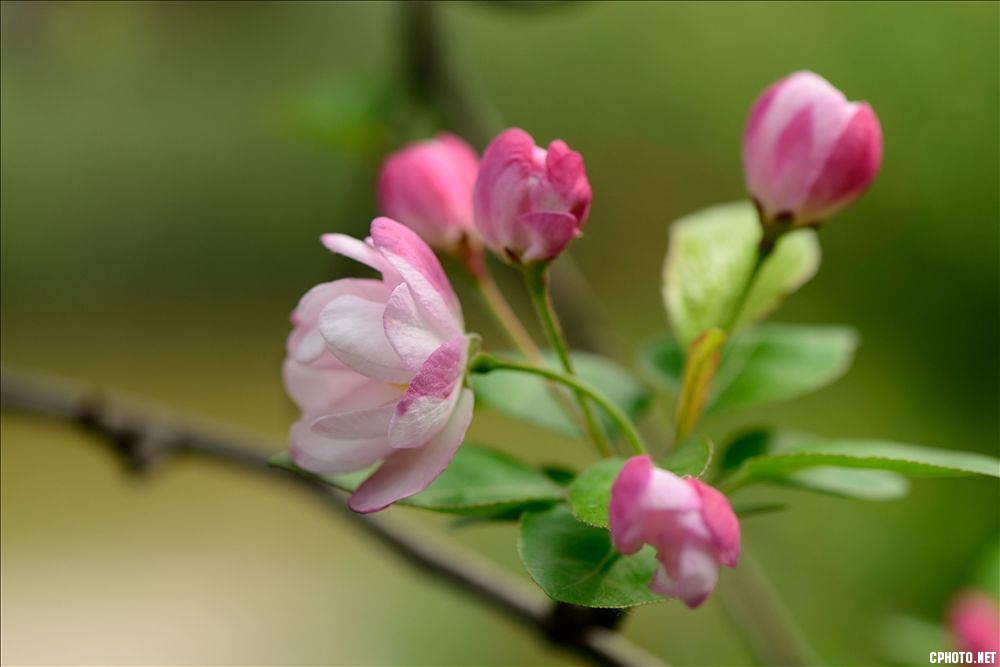 2014.04.01植物园海棠花5.jpg