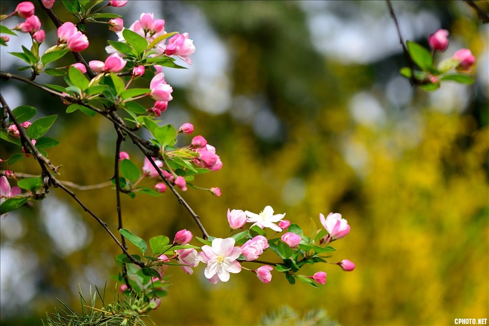 2014.04.01植物园海棠花6.jpg