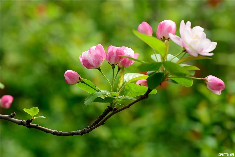 2014.04.01植物园海棠花7.jpg