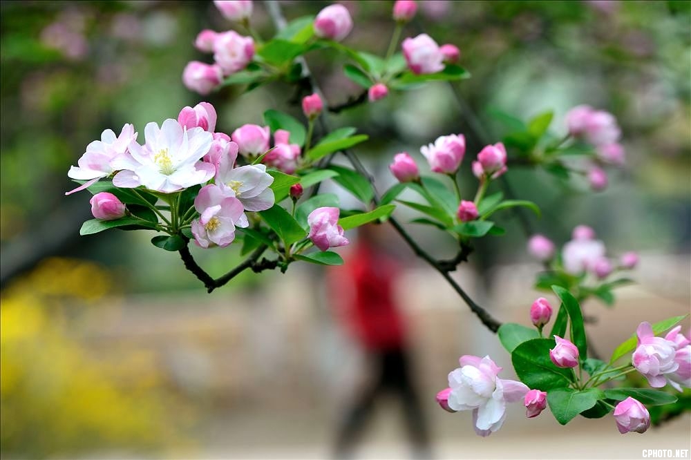 2014.04.01植物园海棠花8.jpg